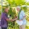 Grand Opening Event at Kaulana Mahina
